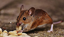 24 Hour & Emergency Exterminators in Roseland, VA